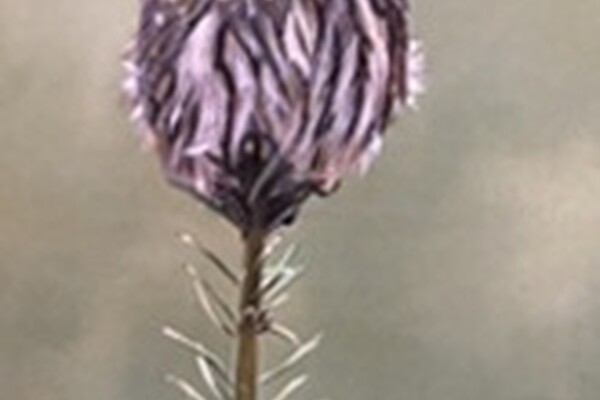 Welkom bij Kunsthandel Gennep